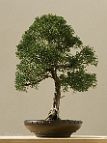 Bonsai-conifere Juniperus chinensis L.