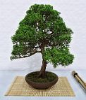 Bonsai-conifere Juniperus chinensis L.