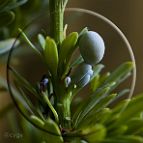 Bonsai-conifere Podocarpus macrophyllus var. maki Siebold & Zucc.