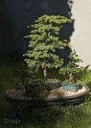 Bonsai-conifere Cedrus atlantica (Endl.)Carrière.