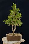 Bonsai-conifere Chamaecyparis obtusa (Siebold & Zucc.) Endl.