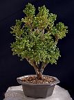 Bonsai-conifere Cryptomeria japonica 'Vilmoriniana' (Thunb. ex L.f.) D.Don