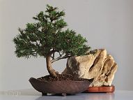 Bonsai-conifere Picea abies (L.) H.Karst.