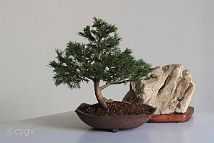 Bonsai-conifere Picea abies (L.) H.Karst.