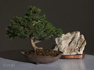 Bonsai-conifere Picea abies (L.) H.Karst.