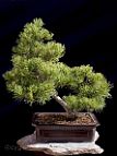 Bonsai-conifere Pinus pentaphylla