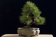 Bonsai-conifere Pinus thunbergiana var. Corticosa