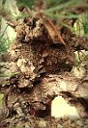 Bonsai-conifere Pinus thunbergiana var. Corticosa