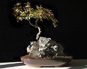 cotoneaster-bonsai Cotoneaster horizontalis N°2 (2019)