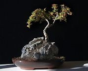 cotoneaster-bonsai Cotoneaster horizontalis N°2 (2019)