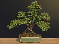 cotoneaster-bonsai Cotoneaster horizontalis N°2 (2007 )