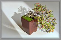 cotoneaster-bonsai Cotoneaster horizontalis N°1 ( 2022 )