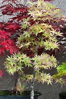 Acer palmatum 'Beni shishihenge' Acer palmatum 'Beni shishihenge'