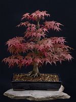 Acer palmatum 'Deshojo' Acer palmatum 'Deshojo'