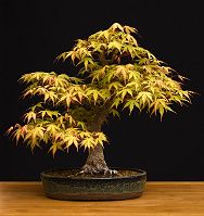 Acer palmatum 'Katsura' Acer palmatum 'Katsura'