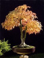 Acer palmatum Thunb. Acer palmatum Thunb.