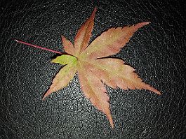 Acer palmatum Thunb. Acer palmatum Thunb. -Leaf