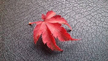 Acer palmatum 'Shishigashira' Acer palmatum 'Shishigashira' - Leaf