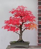 Acer palmatum 'Arakawa' Acer palmatum 'Arakawa'