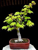 Bonsai-Erable-Acer Acer palmatum 'Aocha Nishiki'