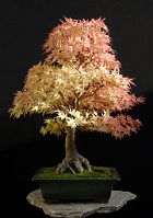 Bonsai-Erable-Acer Acer palmatum 'Sango kaku'