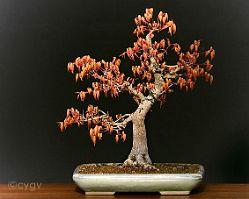 Bonsai-Erable-Acer Acer palmatum 'Katsura'