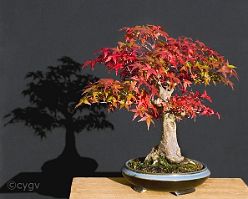 Bonsai-Erable-Acer Acer palmatum 'Deshojo'