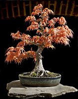 Bonsai-Erable-Acer Acer palmatum 'Katsura'