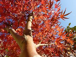 Bonsai-Erable-Acer Acer palmatum 'Okushimo'