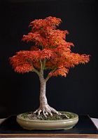 Bonsai-Erable-Acer Acer palmatum 'Shishigashira'