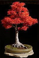Bonsai-Erable-Acer Acer palmatum 'Shishigashira'