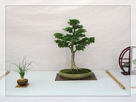 Bonsai-Erable-Acer Acer palmatum 'Shishigashira'