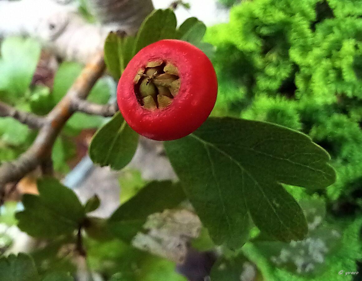Bonsai-Aubépine Crataegus laevigata (Poir.) DC. 'Paul's Scarlet'
