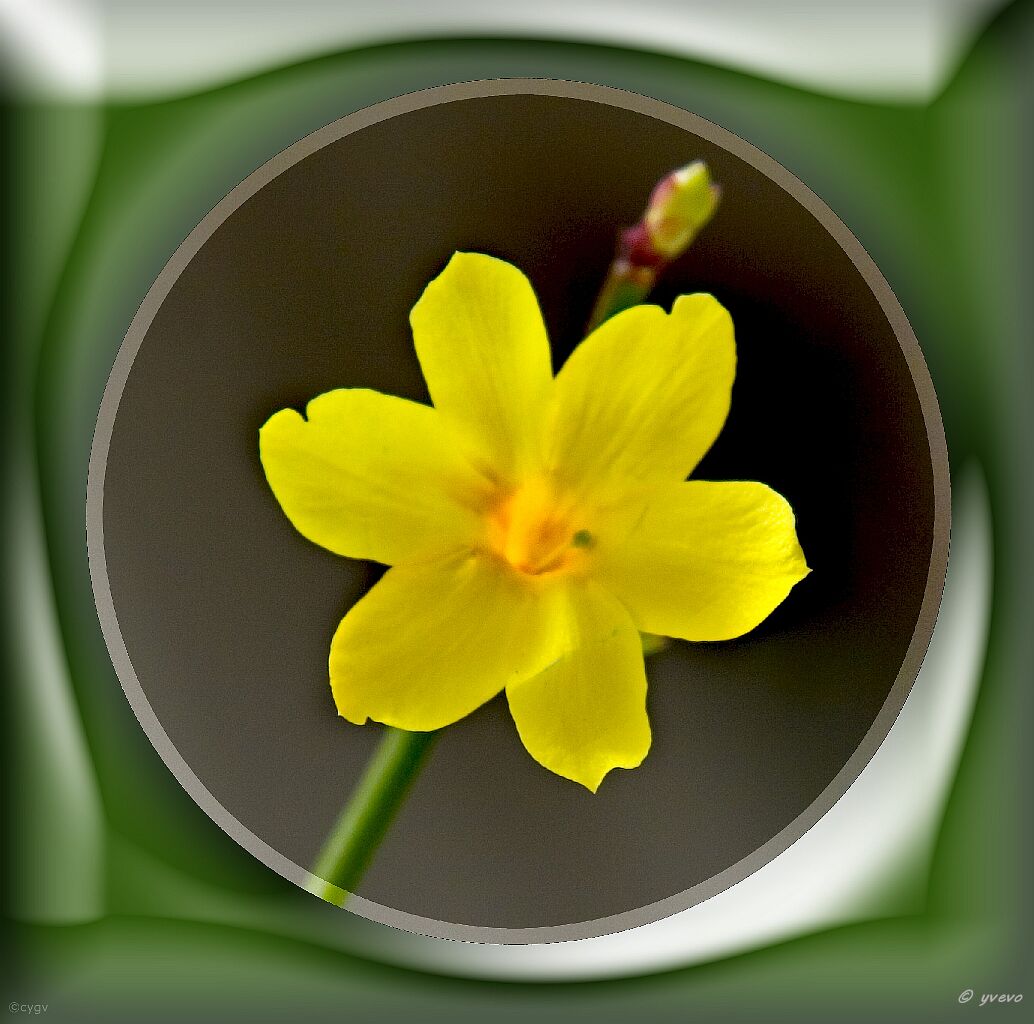 Bonsai-Jasmin d'hiver Jasminum nudiflorum Lindl.