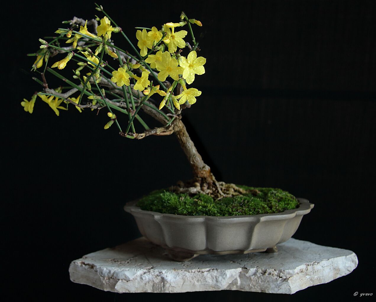 Bonsai-Jasmin d'hiver Jasminum nudiflorum Lindl.
