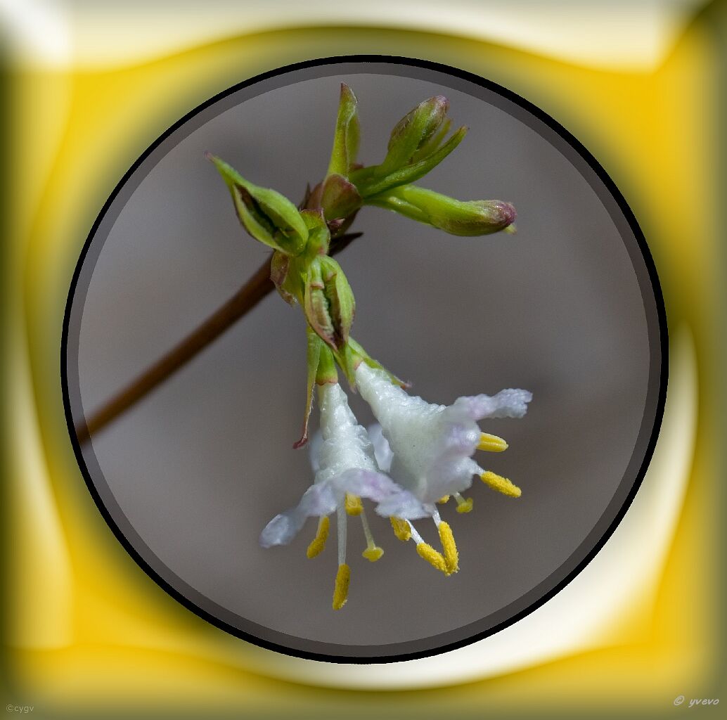 Bonsai-Chevrefeuille d'hiver Lonicera fragrantissima Lindl. & Paxton