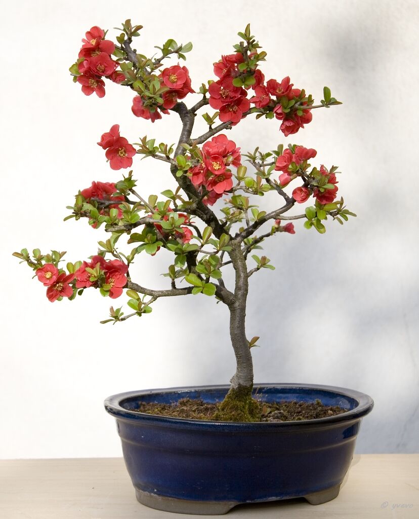 bonsai-Cognassier-Japon-Chaenomeles-japonica Chaenomeles speciosa (Sweet) Nakai
