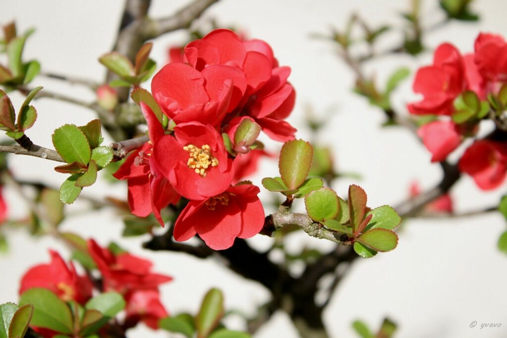 bonsai-Cognassier-Japon-Chaenomeles-japonica Chaenomeles speciosa (Sweet) Nakai