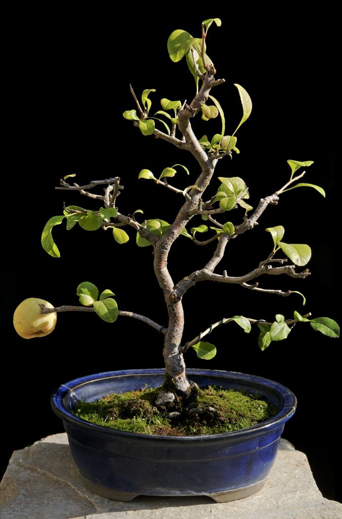 bonsai-Cognassier-Japon-Chaenomeles-japonica Chaenomeles speciosa (Sweet) Nakai