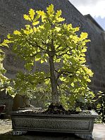Chêne-pédonculé-bonsai Quercus robur L.
