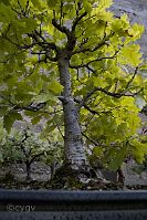 Chêne-pédonculé-bonsai Quercus robur L.