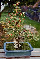 cotoneaster-bonsai Cotoneaster horizontalis N°3