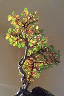 cotoneaster-bonsai Cotoneaster horizontalis N°2 (2019)