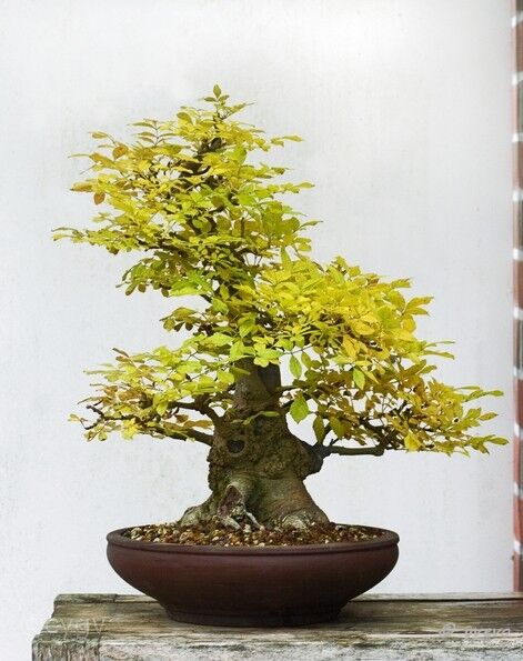 bonsai-frene Fraxinus angustifolia Vahl