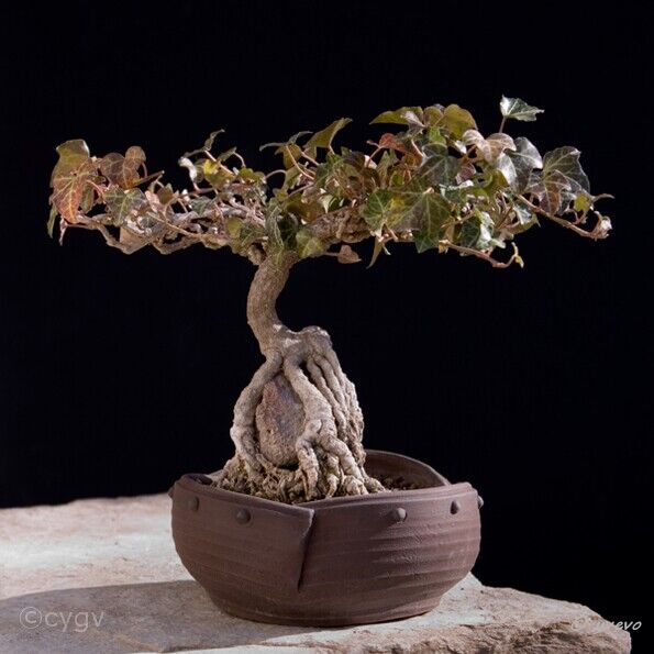 lierre-bonsai Hedera helix L.