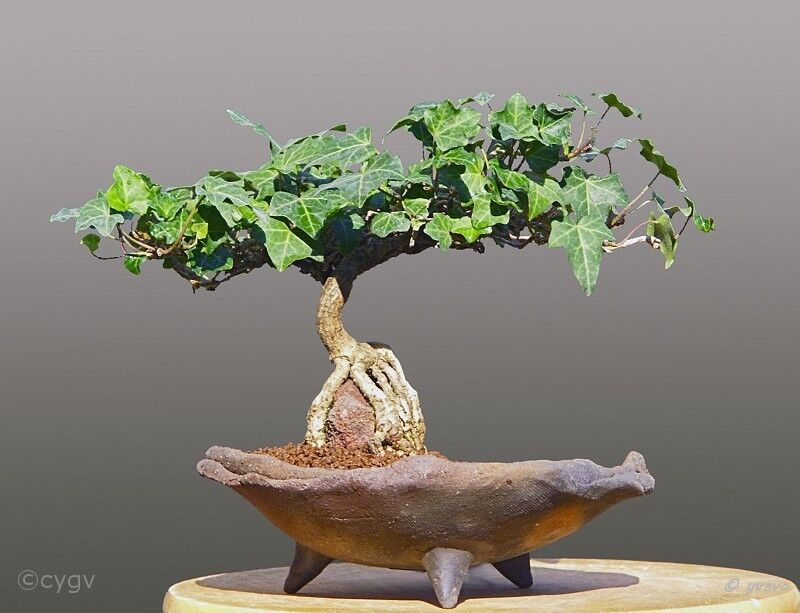 lierre-bonsai Hedera helix L.
