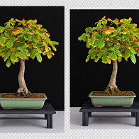Marronnier d'Inde-bonsai Aesculus hippocastanum L.