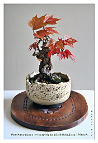Vigne vierege-bonsaï Parthenocissus tricuspidata (Siebold & Zucc.) Planch.