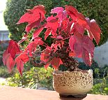 Vigne vierege-bonsaï Parthenocissus tricuspidata (Siebold & Zucc.) Planch.