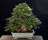 Charme-carpinus-bonsai Carpinus turczaninowii Hance